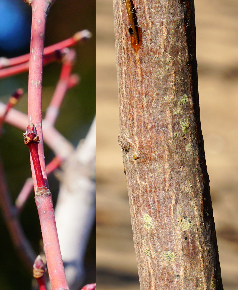 山採り自然樹形ハウチワカエデ販売 秋元園芸