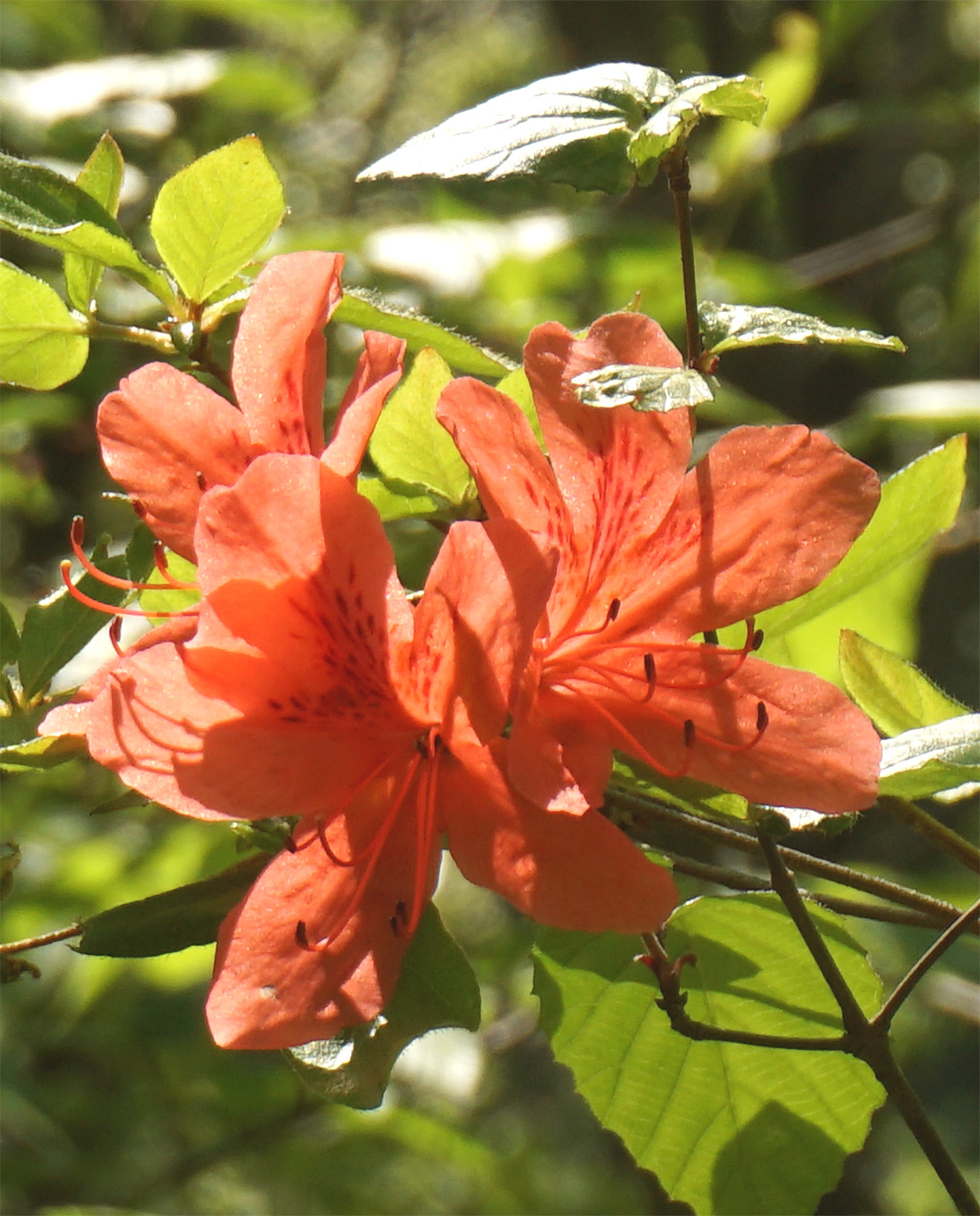 山採り自然樹形ヤマツツジ販売 秋元園芸