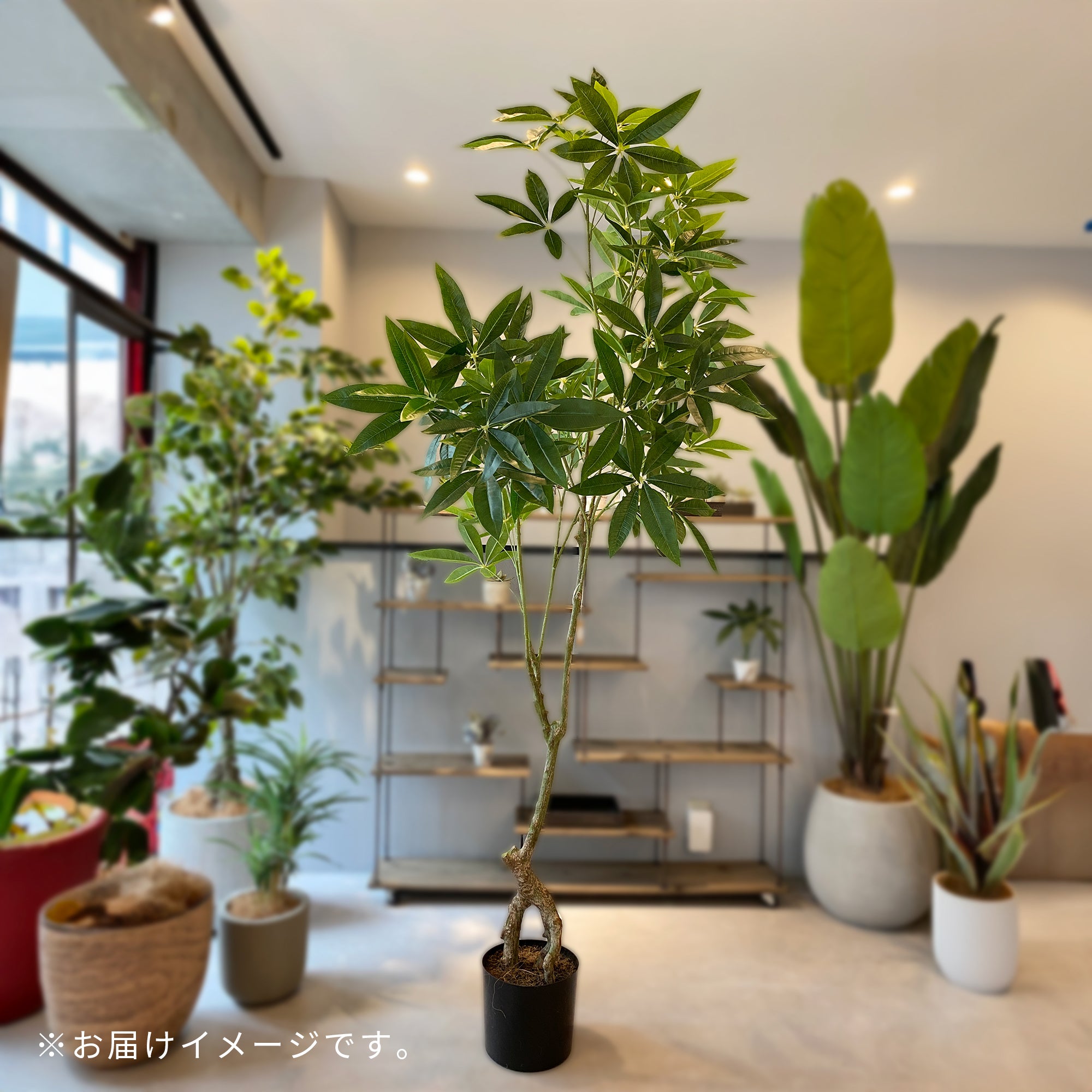 パキラ 180cm - フェイクグリーン専用通販サイト – フェイクグリーン