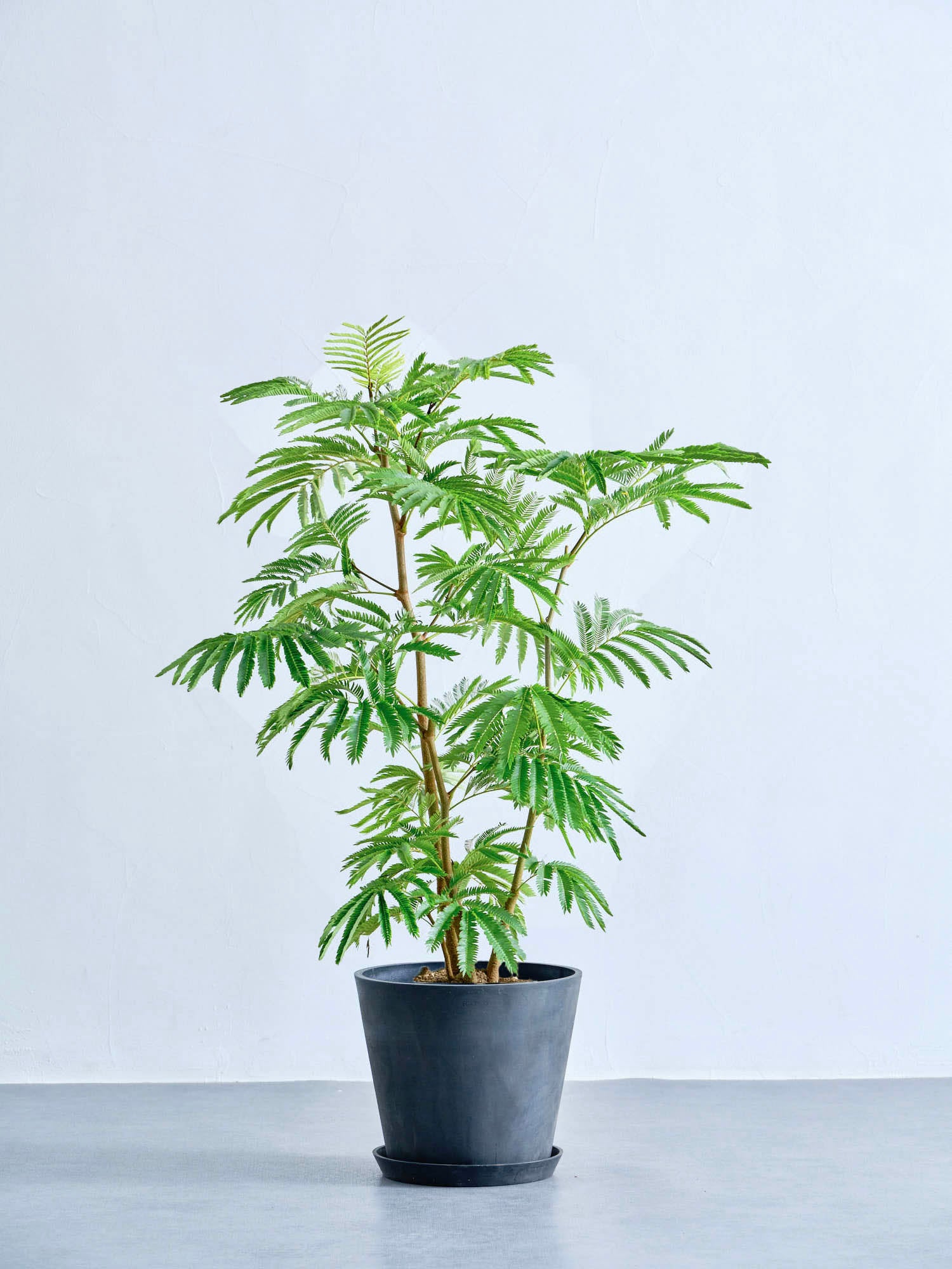 エバーフレッシュ | 観葉植物の通販 AND PLANTS (アンドプランツ)