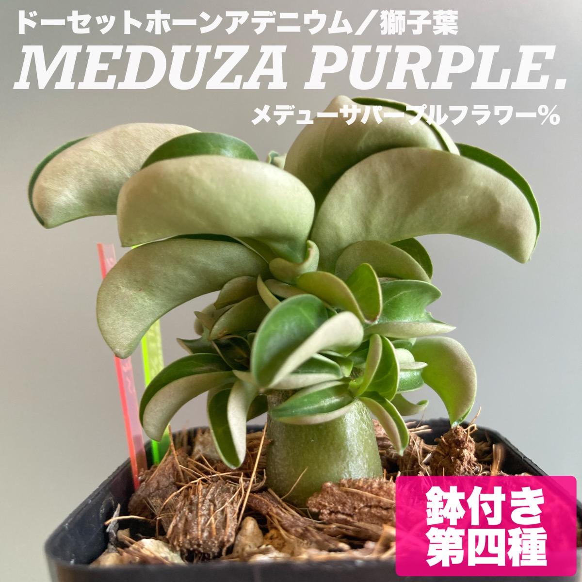 特選】獅子葉／ドーセットホーンアデニウム メデューサ“ パープル