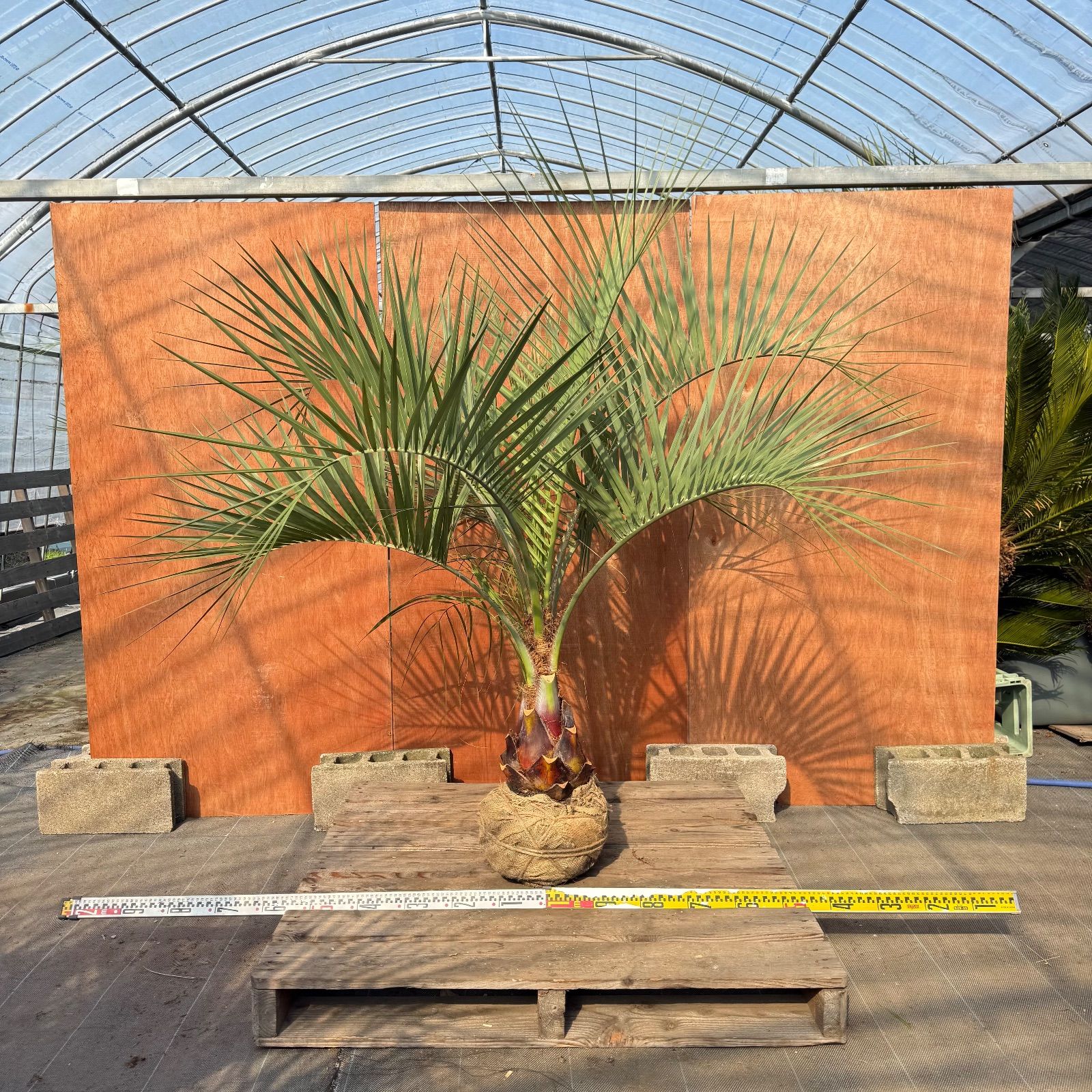 お庭がリゾートに🌴ココスヤシ【幹太60cm／葉先160cm】シルバーリーフ