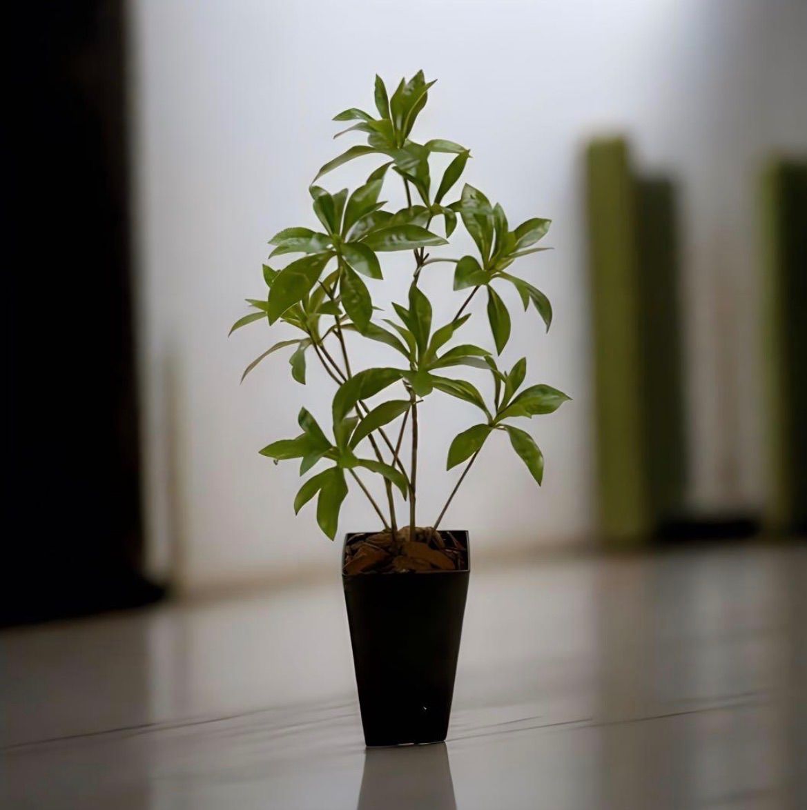 光触媒 人工観葉植物 ウォールグリーン フェイクグリーン カポック8321