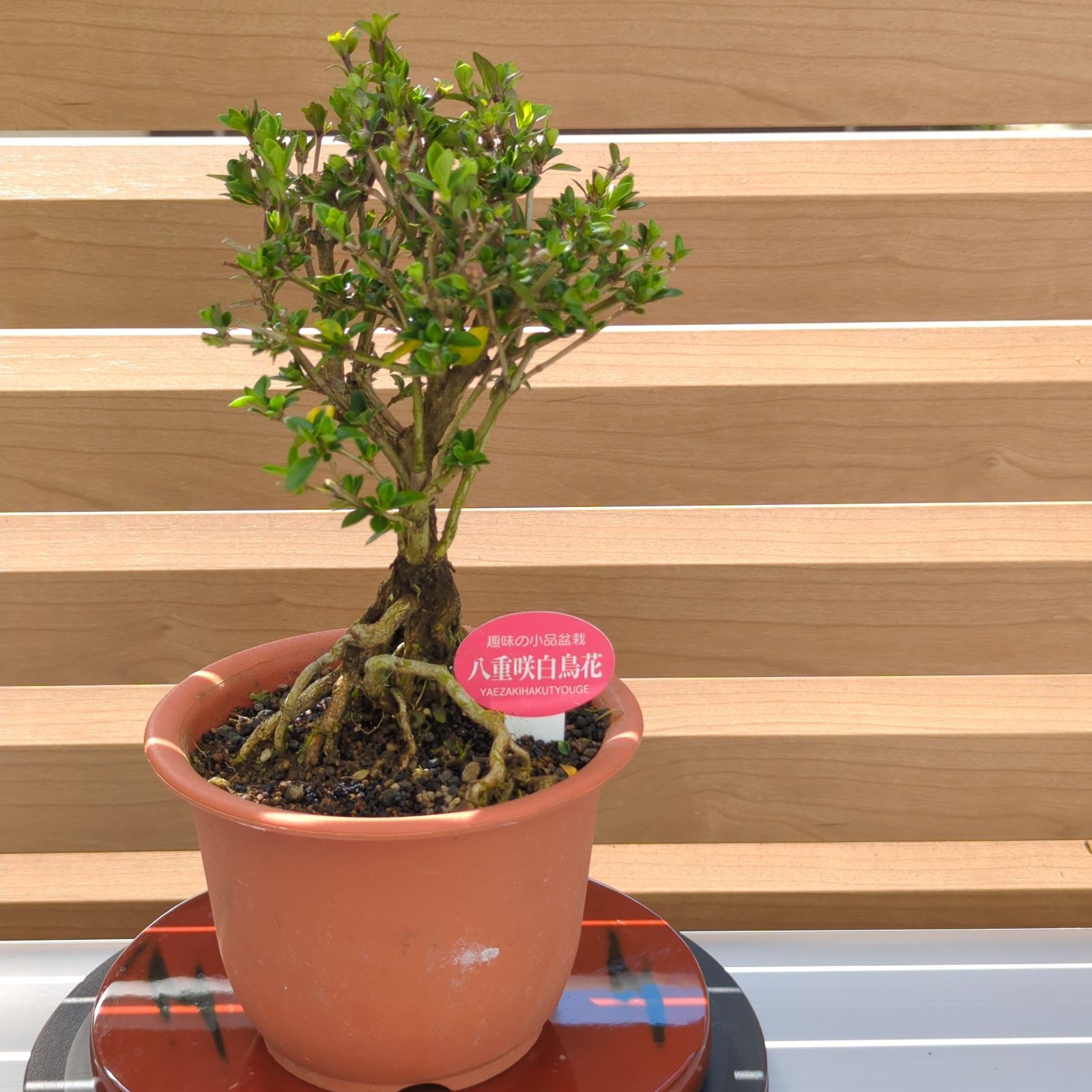八重咲白鳥花 根上りミニ盆栽 - メルカリ