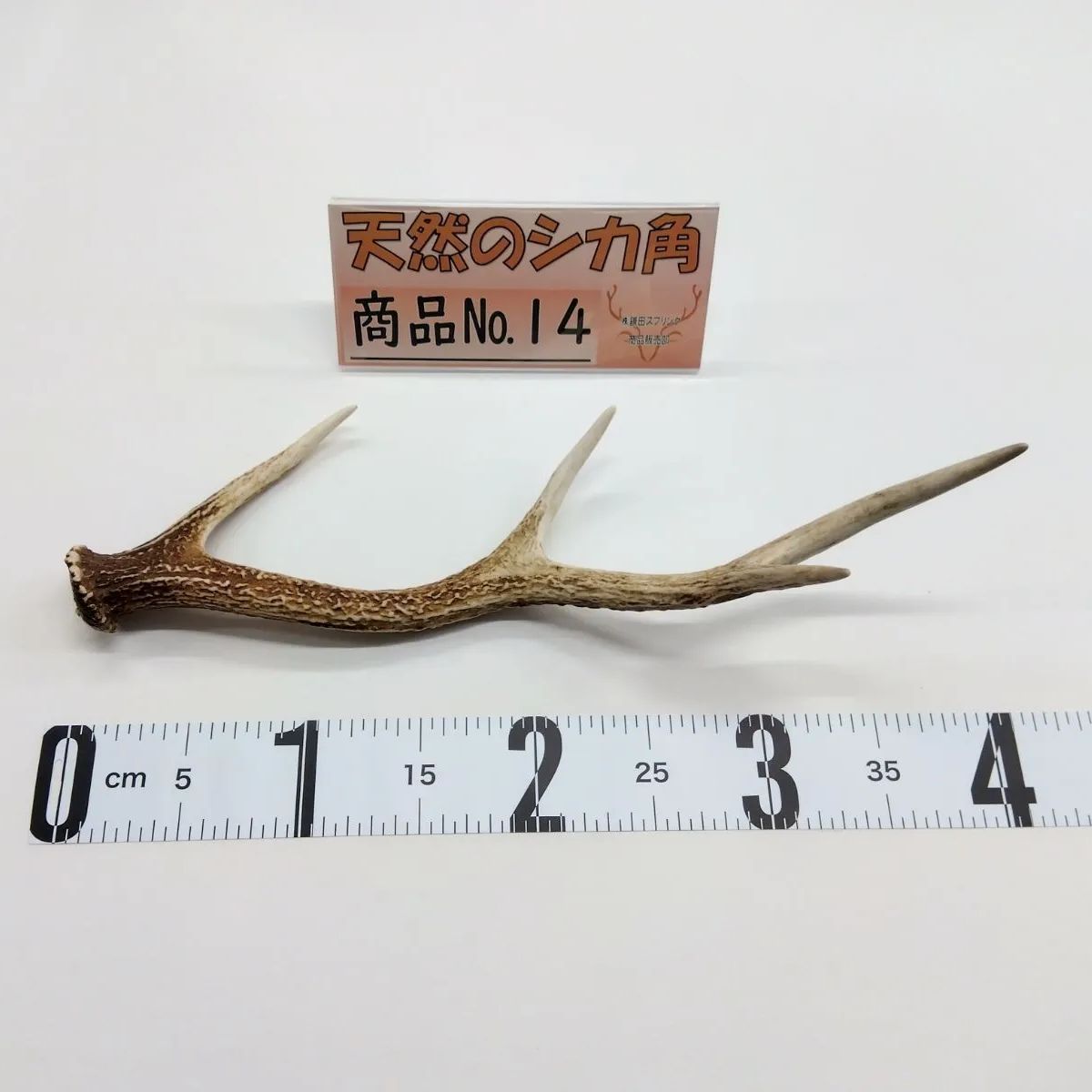 天然 鹿の角 三段角 No.14 - メルカリ