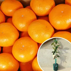 2026年最新】西南のひかりの人気アイテム - メルカリ