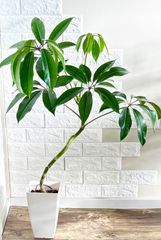 黒艶❗️フィカスバーガンディ⭐️3本立ち 観葉植物 - メルカリ