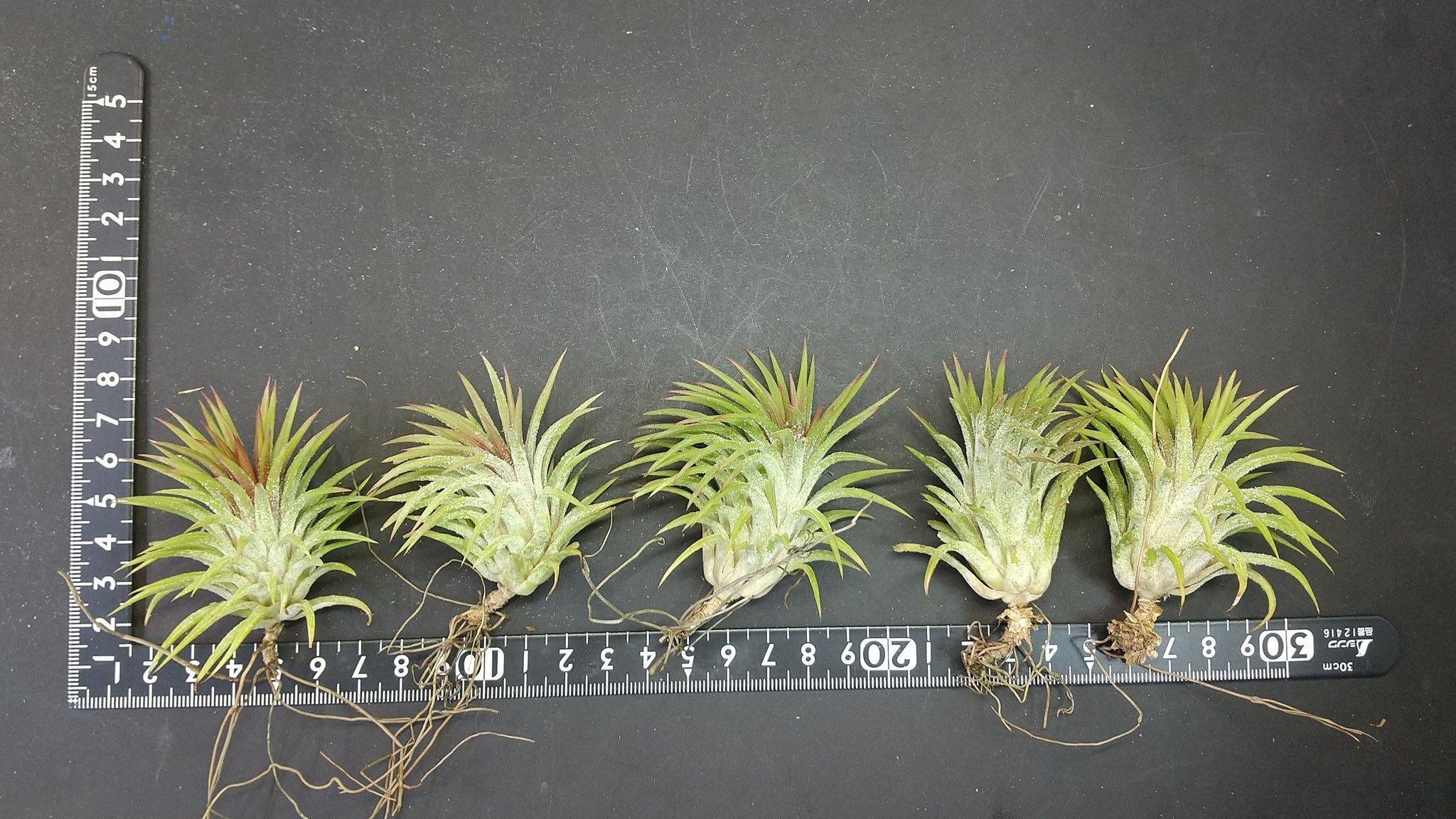 チランジア入荷リスト5/24｜NatureGarden🌿神田