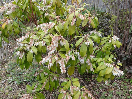 アセビ（馬酔木）｜エクステリア・造園・ガーデンデザインなら松本市の