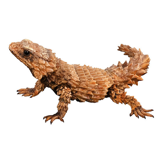 いきもの大図鑑アドバンス アルマジロトカゲ｜ガシャポンオフィシャル