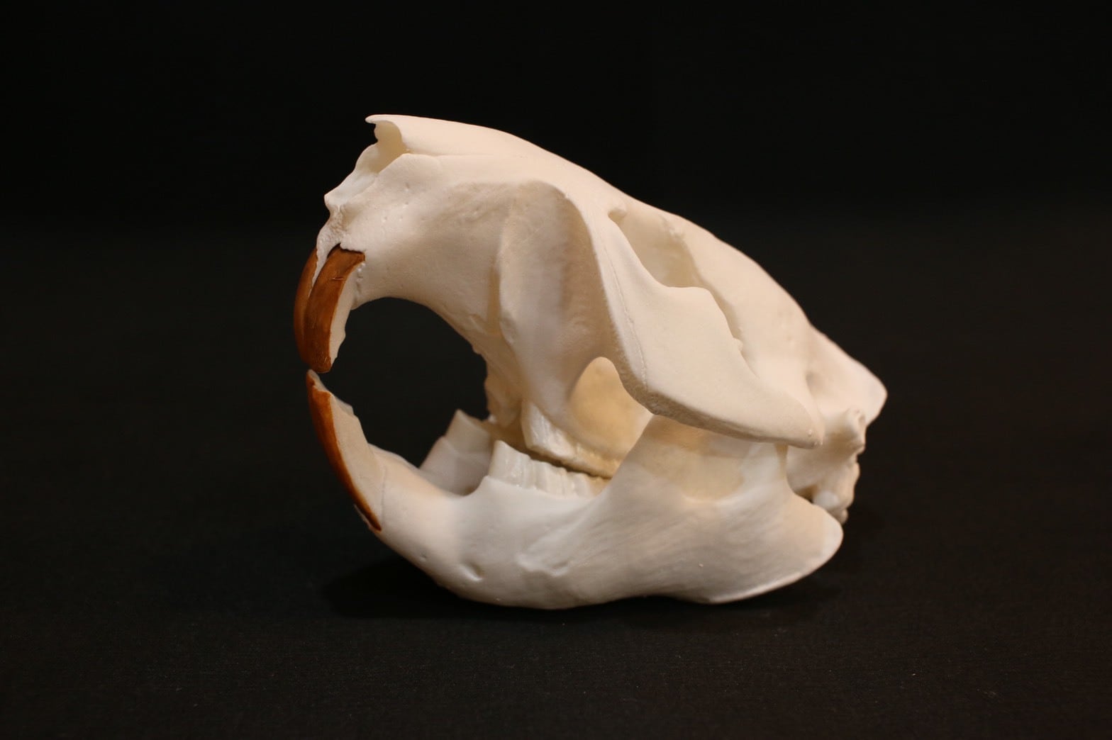 アメリカビーバー 頭骨レプリカ | アンフィ合同会社