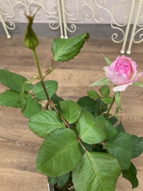 再入荷‼️超希少 奇跡のバラ 強香 ペチカ 5寸○四季咲き 香りのよい