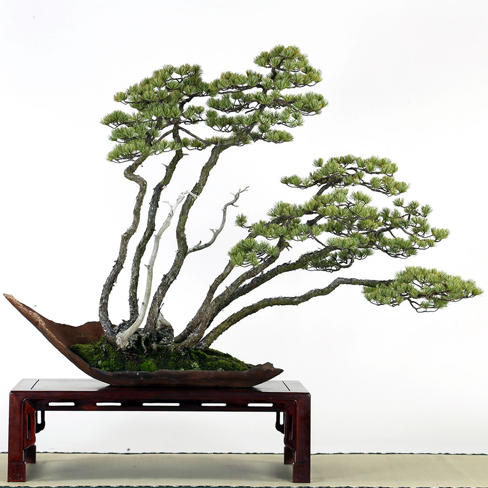 フォトギャラリー | 【公式】一般社団法人 日本盆栽協会