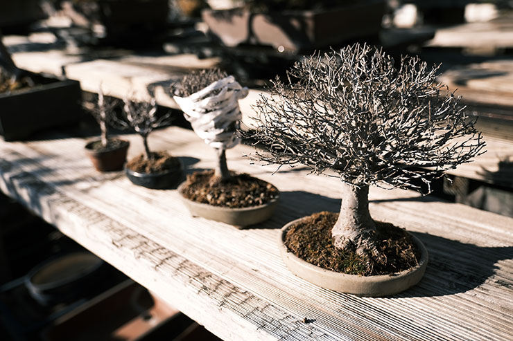 けやき盆栽根上がり