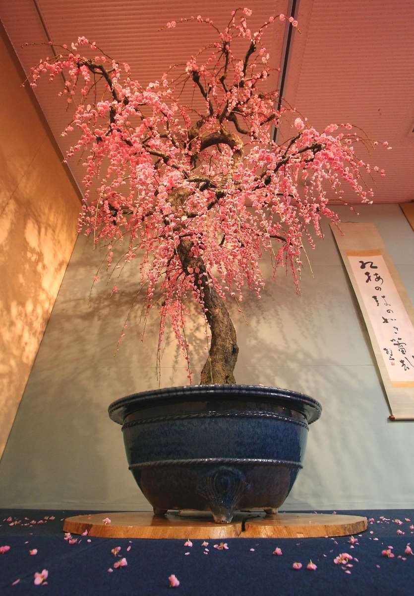 紅霖 | 盆梅一覧 | 第75回 長浜盆梅展