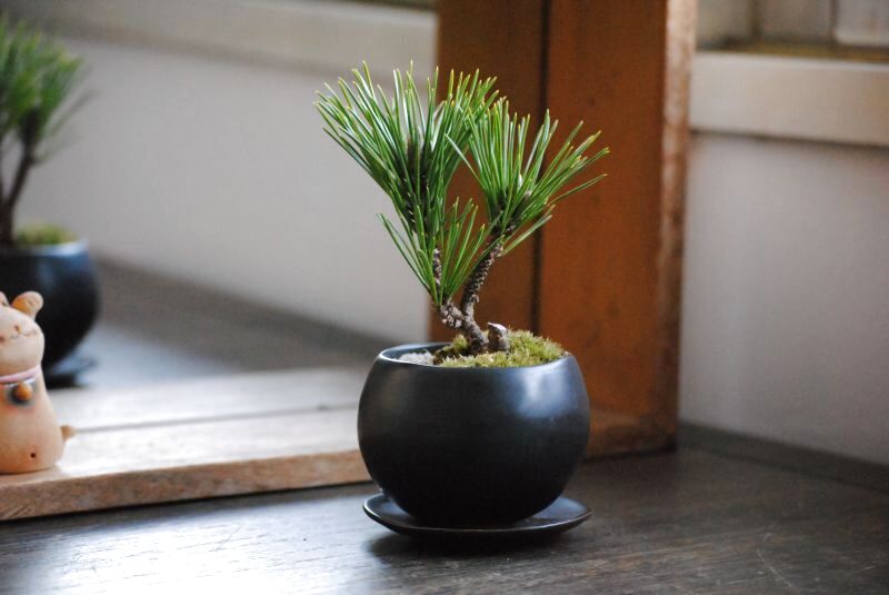 手入れが簡単！八房黒松(千寿丸)のミニ情景盆栽【デザイン鉢・黒