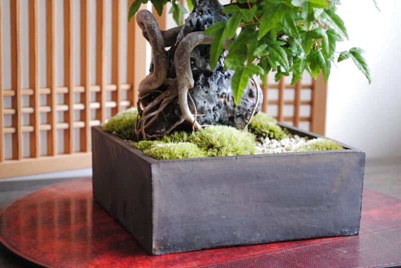 圧巻！石付き楓の情景盆栽 【情景盆栽鉢】☆1点物☆ - インテリア盆栽