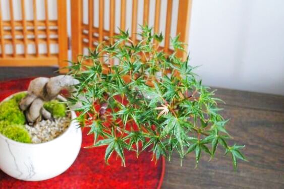 圧巻！置霜もみじの情景盆栽【墨流し鉢】☆1点物☆No1 - インテリア