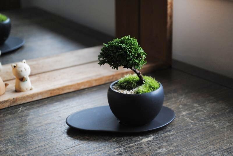 連山桧のミニ情景盆栽 【デザイン鉢・黒 楕円皿】 ☆1点物☆ 盆栽 苔玉