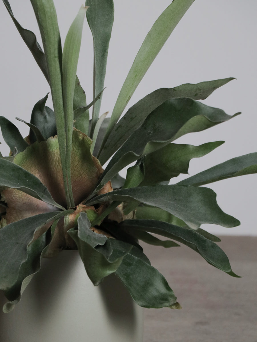 ビカクシダ ・ネザーランド