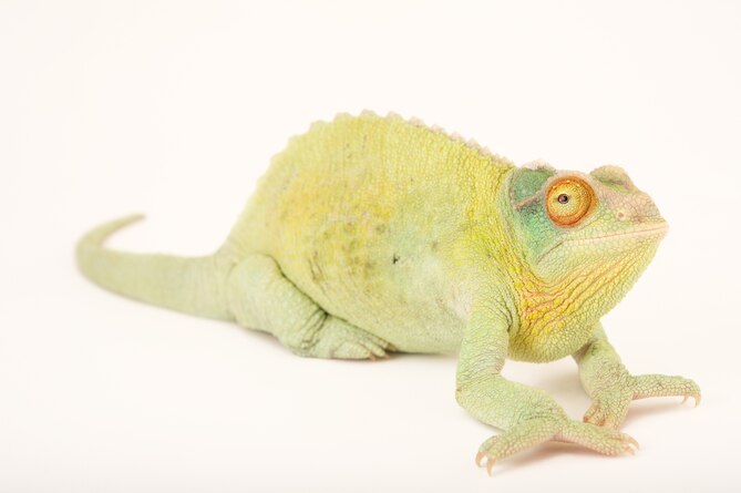 カメレオン | ナショナル ジオグラフィック日本版サイト