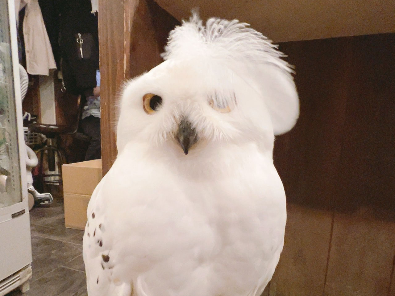 原宿駅徒歩1分】ふれあい＆Cafeコース・デザート付｜ふくろうを手に