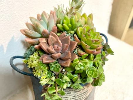 兵庫県 養父市】多肉植物寄せ植え体験【上級者コース】～韓国苗と
