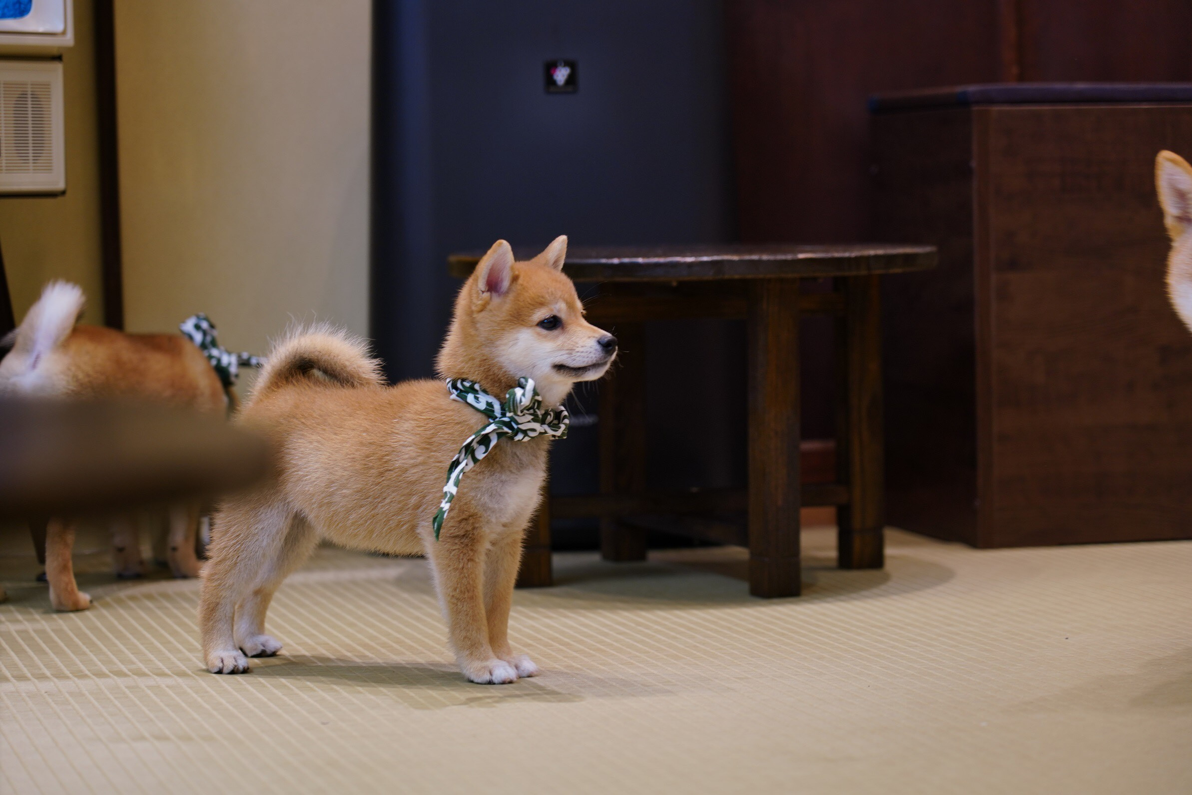 Asakusa Mameshiba Cafe - Cat Cafe, Petting Owl Garden|Owl Forest