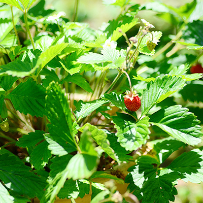ワイルドストロベリー／Wild Strawberry｜スパイス&ハーブ検索