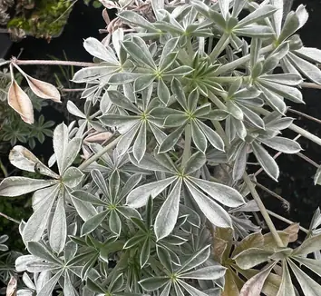 ecdb8e8a7d84defeb53307e55ec64b