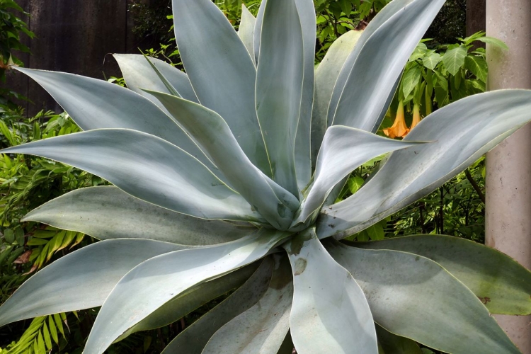 アガベ（リュウゼツラン）の育て方｜雷神などの品種、地植えの方法も