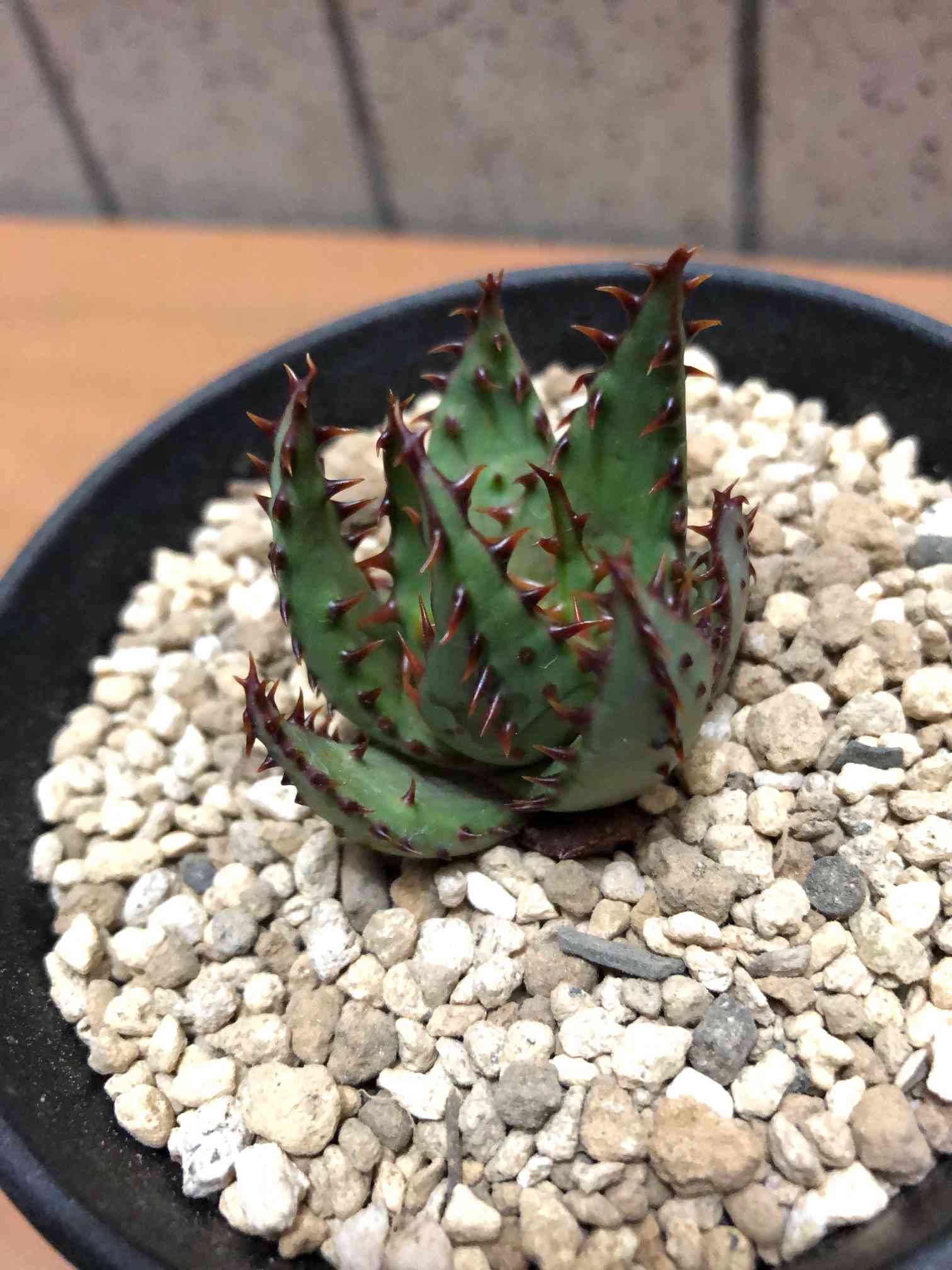 アロエ・ブローミー(ブルーミー？｜🍀GreenSnap（グリーンスナップ）