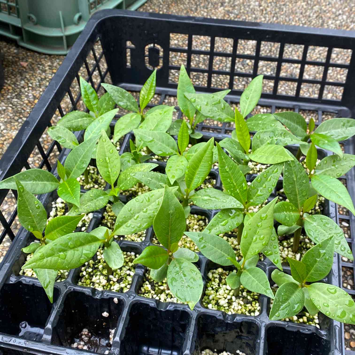 ちょっと待って！プルメリアの実生苗を買う前に｜🍀GreenSnap