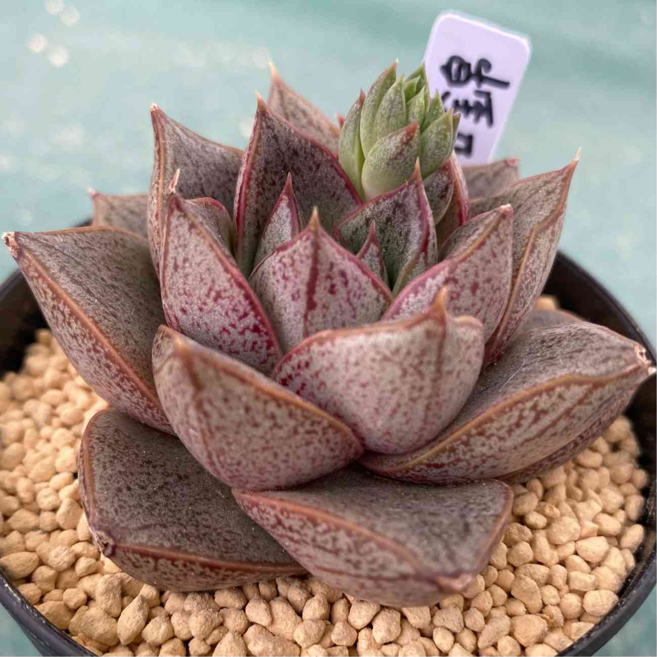 アガベ フランゾシニー錦 アガベ フランゾシニー錦 ソートゥース