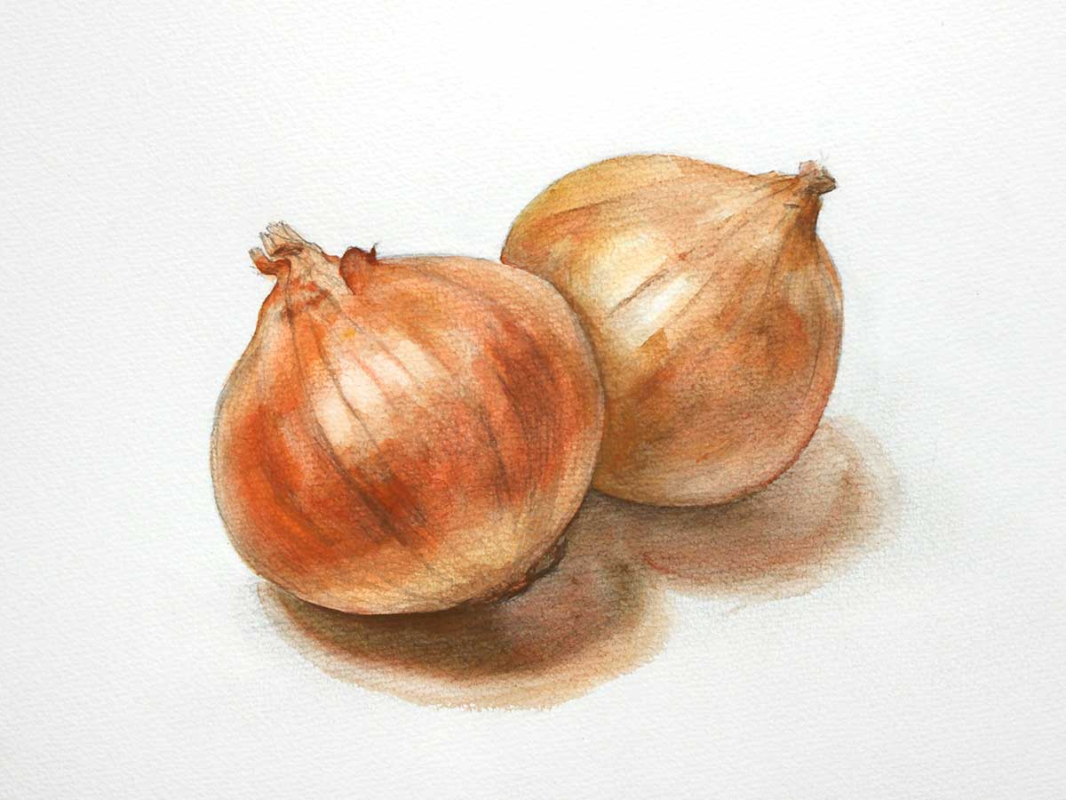 タマネギ淡彩デッサン制作過程 | でなおしデッサン塾