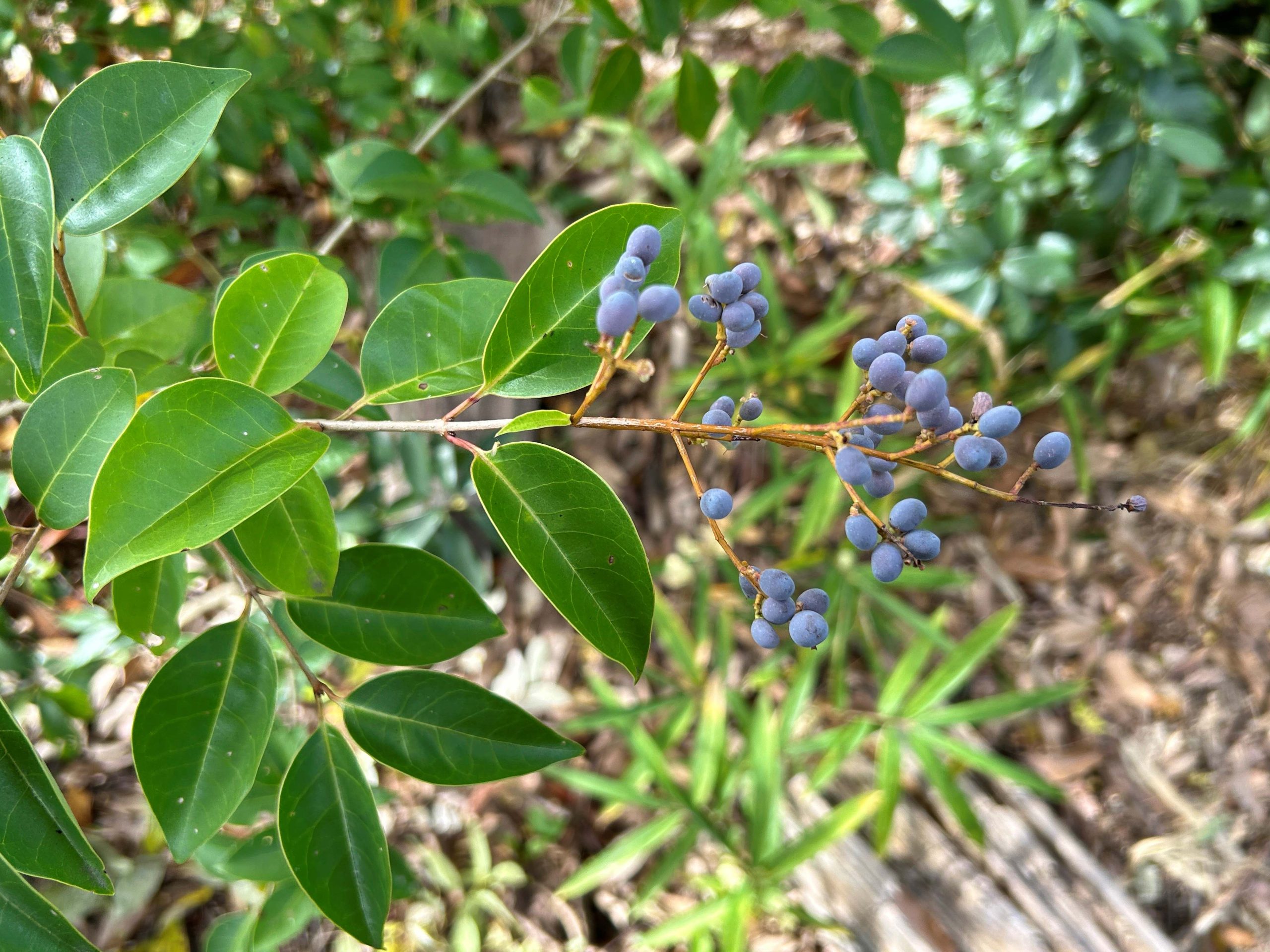 京大！バイオスクープ file42】12月の木 トウネズミモチ – エコ～るど