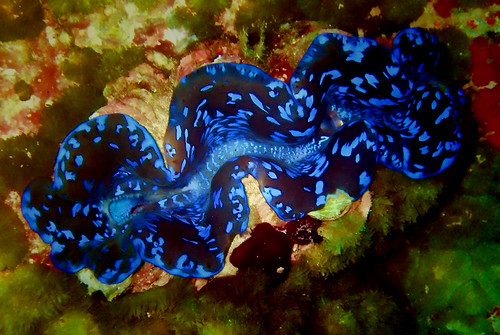 世界最大の二枚貝編】水槽レンタルで変わった生態の魚が見たい