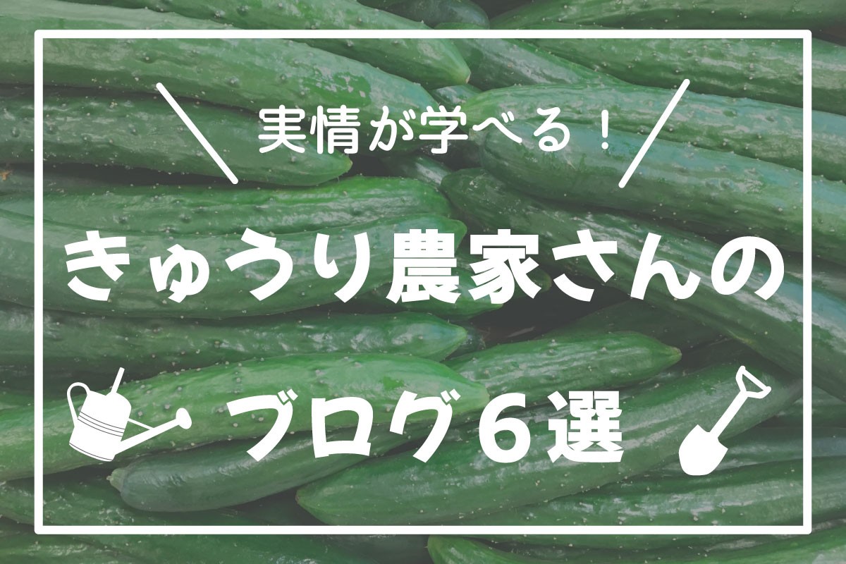 きゅうり農家さんのブログ6選【実情が学べる！】 | ファームコネクト