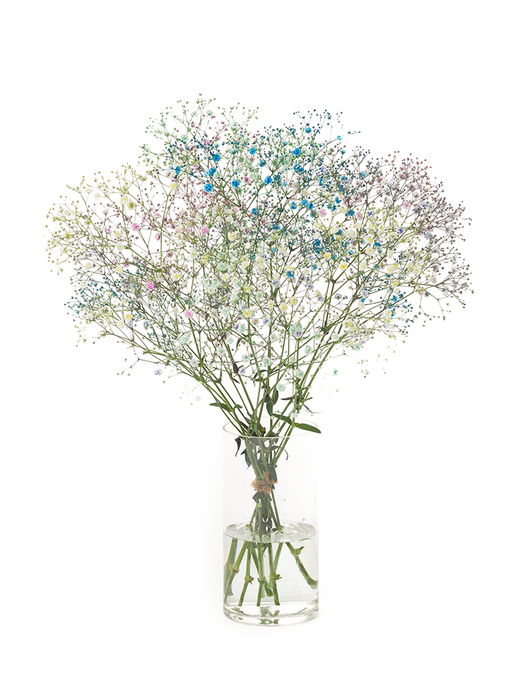 生花】カスミソウ(染め) 品種おまかせ【60cm/福島県】｜Flower Smith