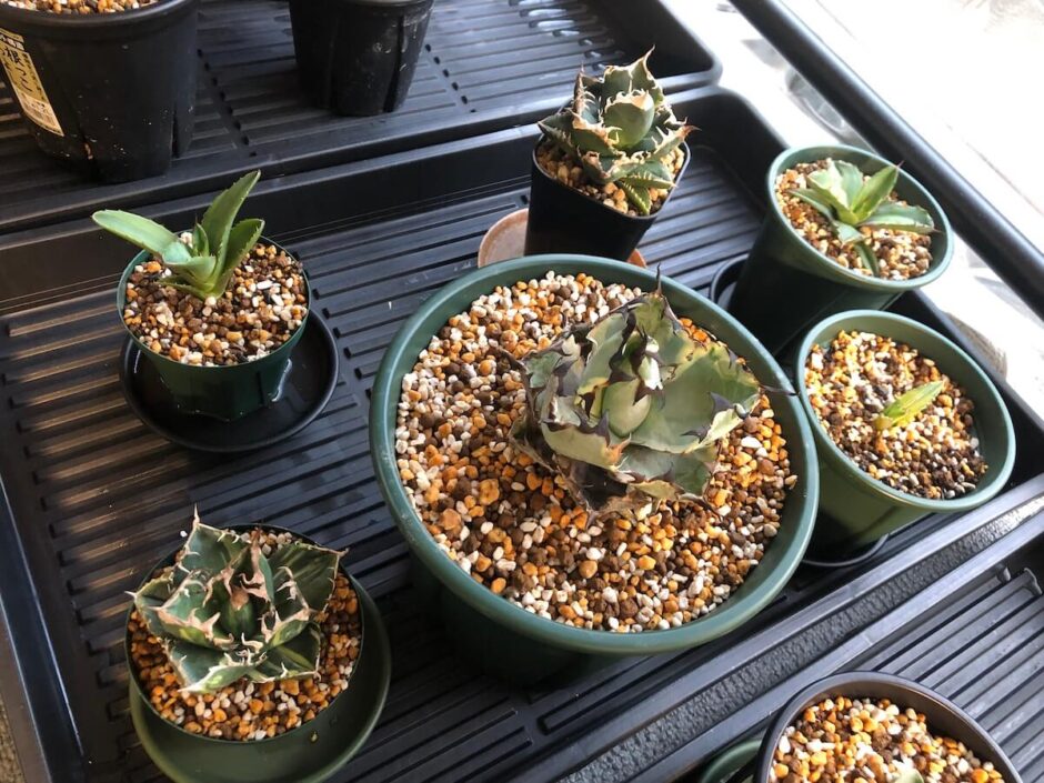 チタノタ錦がカッコよすぎる。集めた種類を紹介するよ | 斑入り植物の