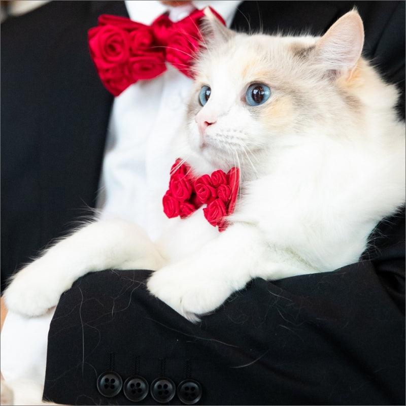 おめかしいとおしいとおかし｜猫のための蝶ネクタイ（ローズ蝶タイ