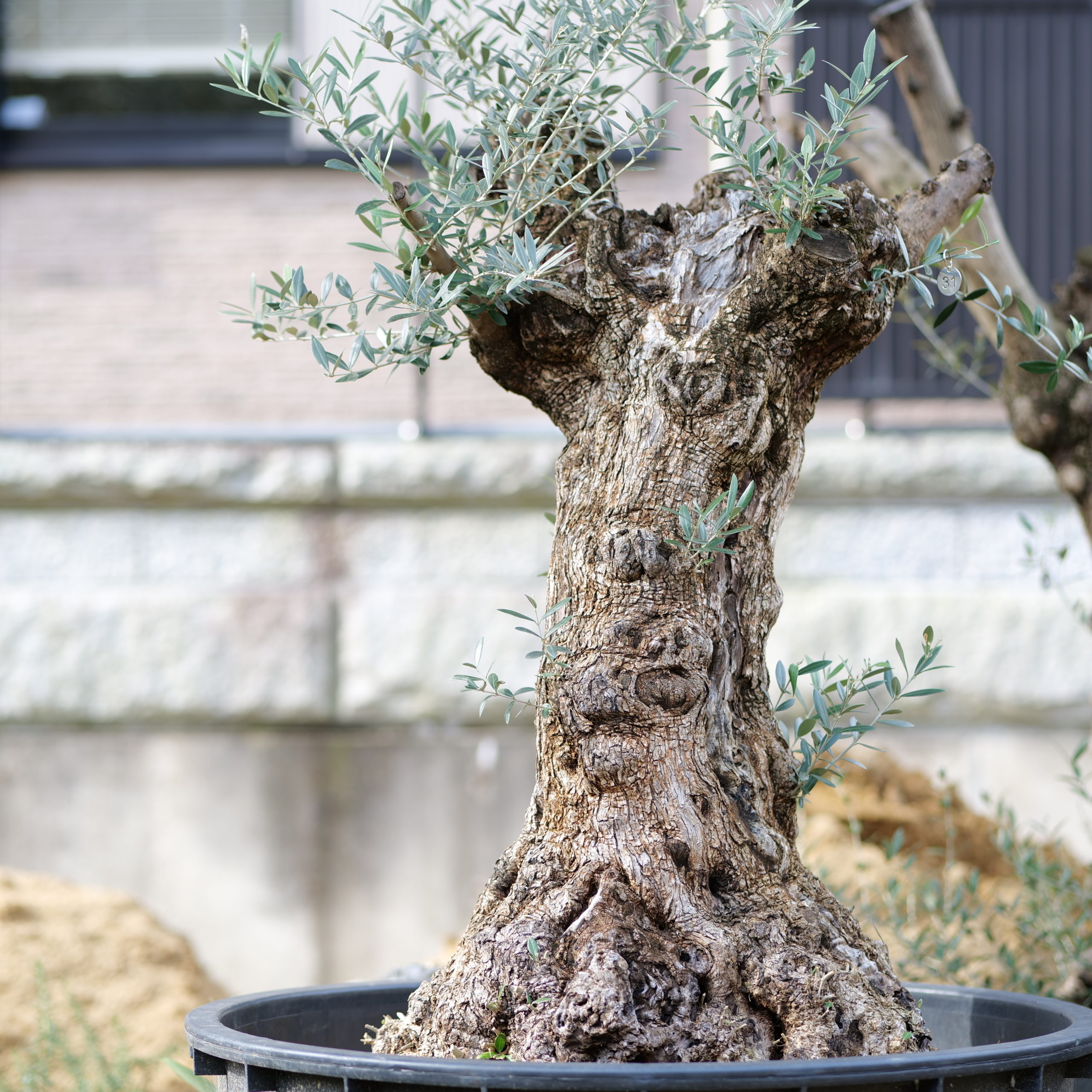 古木 オリーブ 専門店 Gold Olive Trees ゴールド オリーブツリーズ