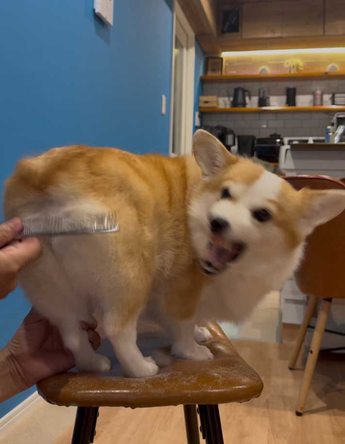 木彫りのクマみたい… コーギーの1枚に「笑った」「顔こわっ」 – grape