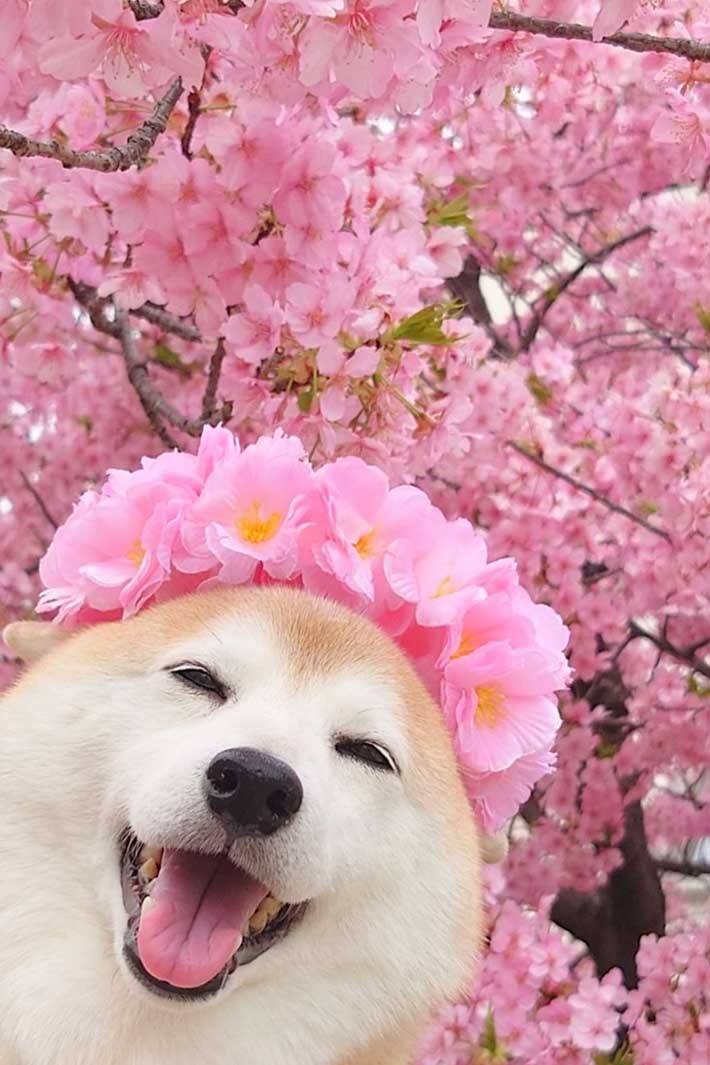 桜をバックに写る柴犬 豊かすぎる表情に「笑ってしまった」「最高