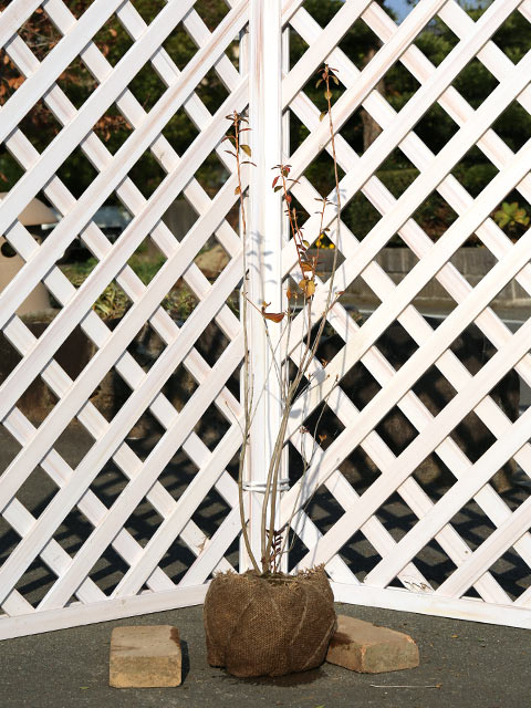 ミツバツツジ 苗木 販売 トオヤマグリーン