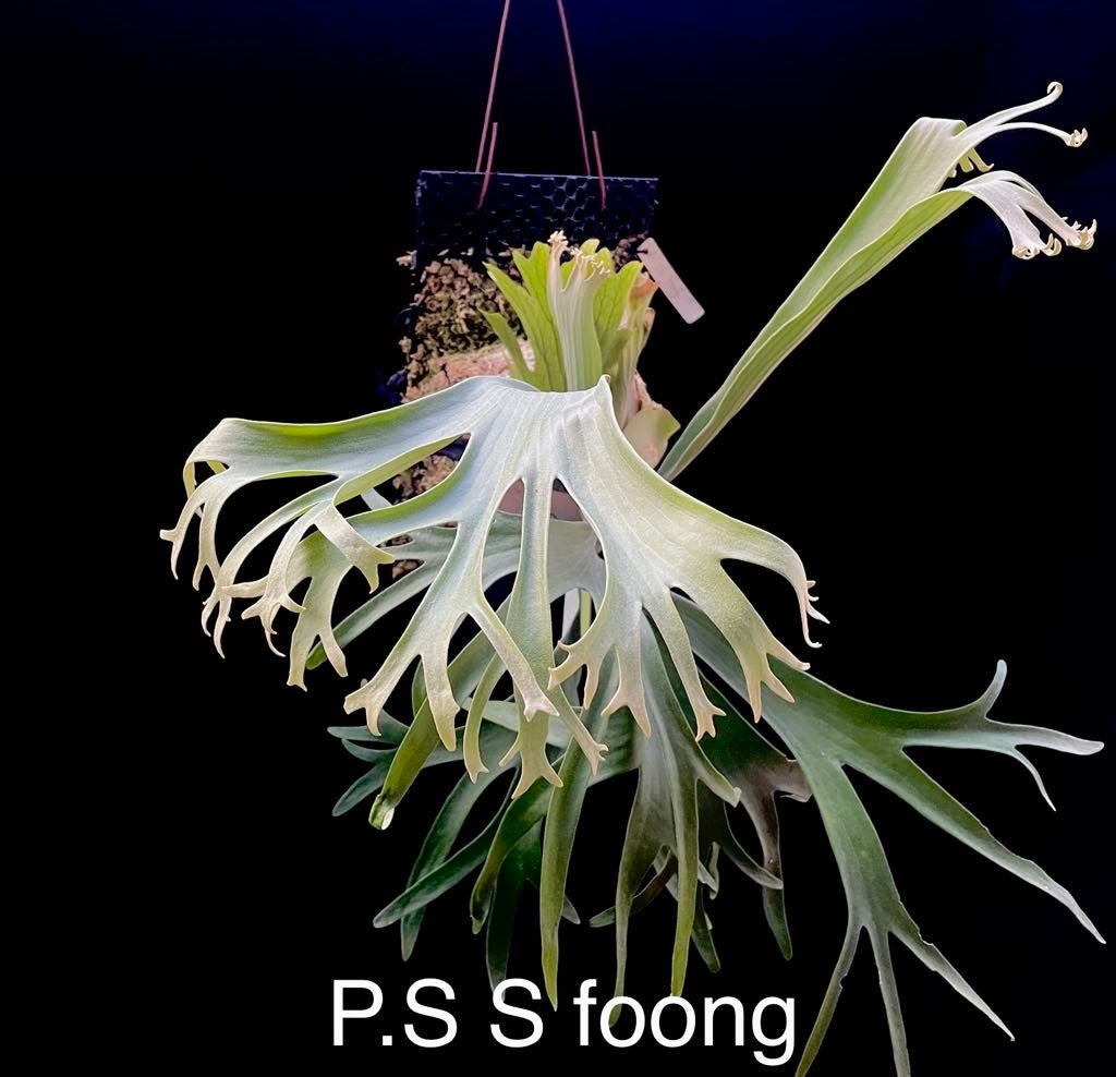 Platycerium S S Foong - Buy Platycerium Rare | Collectible Plant