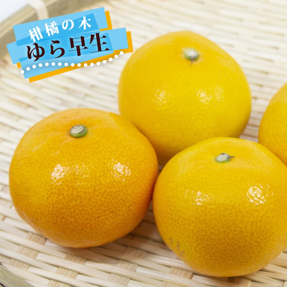 柑橘 温州みかん ゆら早生 苗 販売 苗木部 By 花ひろばオンライン