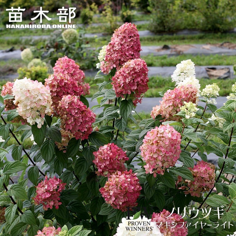 ノリウツギ マキシファイヤーライト 苗 販売 苗木部 By 花ひろばオンライン