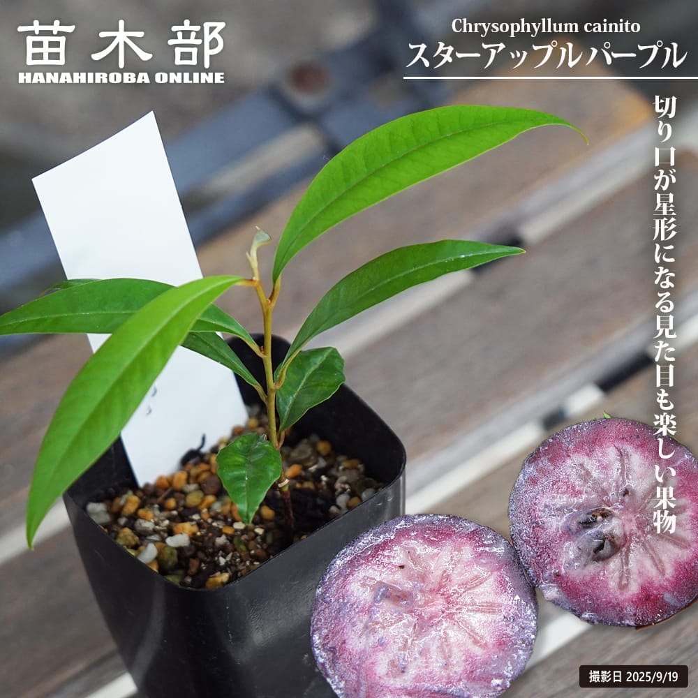 スターアップル パープル 苗 販売 苗木部 By 花ひろばオンライン