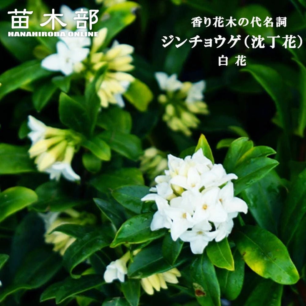 000000042141-01.jpg?size=l&w=